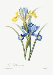 Iris (Pierre Joseph Redouté) - Muzeo.com