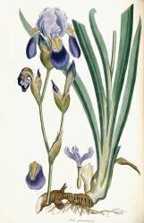 Iris Germanica (Ferdinand Bauer) - Muzeo.com