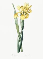 Iris Monnieri (Pierre Joseph Redouté) - Muzeo.com