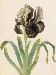 Iris Susiana (Maria Sibylla Graff Merian) - Muzeo.com