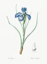Iris Xyphioides (Pierre Joseph Redouté) - Muzeo.com