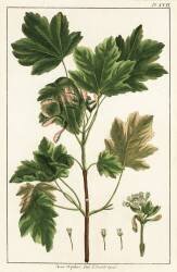 Italian maple (anonymous) - Muzeo.com