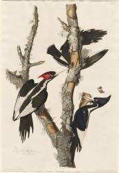 Ivory-billed Woodpecker (John James Audubon) - Muzeo.com