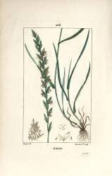 Ivraie (Pierre Jean Francois Turpin) - Muzeo.com