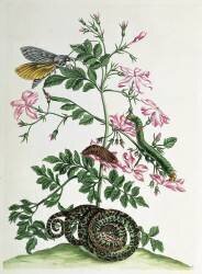 Jasmine: with snake (Maria Sibylla Graff Merian) - Muzeo.com