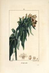 Jusquiame - Poison henbane (Pierre Jean Francois Turpin) - Muzeo.com