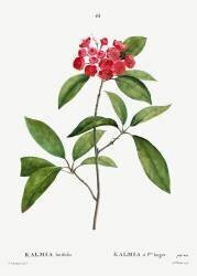 Kalmia (Pierre Joseph Redouté) - Muzeo.com