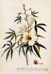 Ketmia (Georg Dionysius Ehret) - Muzeo.com