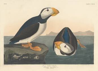 Large-billed Puffin (John James Audubon) - Muzeo.com