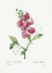 Lathyrus latifolius (Pierre Joseph Redouté) - Muzeo.com