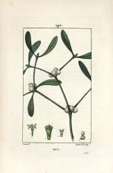 Leafy mistletoe - Mistletoe (Pierre Jean Francois Turpin) - Muzeo.com