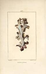 Lichen d'Islande (Pierre Jean Francois Turpin) - Muzeo.com