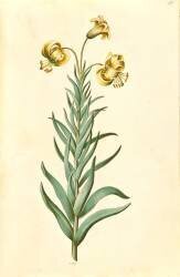 Lilium Pyrenaicum (Hans Simon Holtzbecker) - Muzeo.com