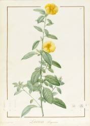 Linum Trigynum (Pierre Joseph Redouté) - Muzeo.com