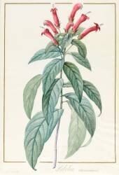 Lobelia Surinamensis (Pierre Joseph Redouté) - Muzeo.com