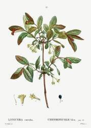 Lonicera (Pierre Joseph Redouté) - Muzeo.com