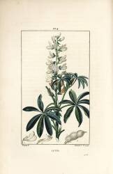 Lupin - White lupin (Pierre Jean Francois Turpin) - Muzeo.com