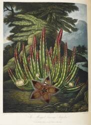 Maggot-bearing Stapelia (Robert John Thornton) - Muzeo.com