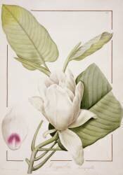 Magnolia macrophylla (Pierre Joseph Redouté) - Muzeo.com