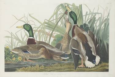 Mallard Duck (John James Audubon) - Muzeo.com