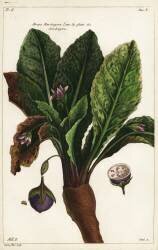 Mandragora officinarum (Dupin) - Muzeo.com