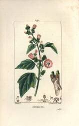 Marshmallow (Pierre Jean Francois Turpin) - Muzeo.com