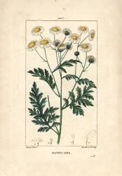 Matricary - Feverfew (Pierre Jean Francois Turpin) - Muzeo.com