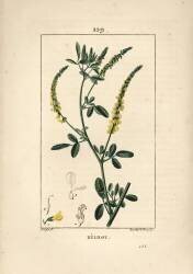 Melilot - Melilot trefoil (Pierre Jean Francois Turpin) - Muzeo.com