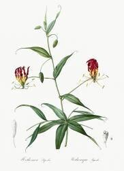 Methonica Superba (Pierre Joseph Redouté) - Muzeo.com