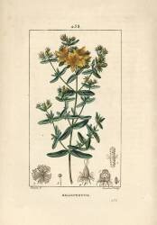 Millepertuis (Pierre Jean Francois Turpin) - Muzeo.com