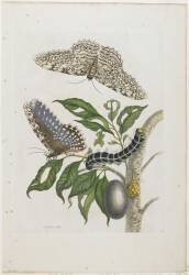 Moths (Maria Sibylla Graff Merian) - Muzeo.com