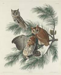 Mottled Owl (John James Audubon) - Muzeo.com