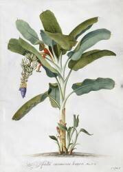 Musa (Georg Dionysius Ehret) - Muzeo.com