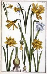 Narcisse d'Espagne (Maria Sibylla Graff Merian) - Muzeo.com