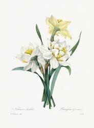 Narcissus gouani (Pierre Joseph Redouté) - Muzeo.com