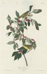 Nashville Warbler (John James Audubon) - Muzeo.com