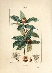 Neflier (Pierre Jean Francois Turpin) - Muzeo.com