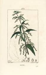 Nettle - Common stinging nettle (Pierre Jean Francois Turpin) - Muzeo.com