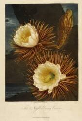 Night-blowing Cereus (Robert John Thornton) - Muzeo.com