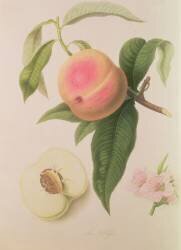 Noblesse Peach (William Hooker) - Muzeo.com