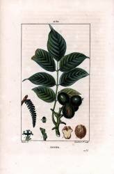 Noyer (Pierre Jean Francois Turpin) - Muzeo.com