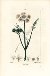 Oenanthe (Pierre Jean Francois Turpin) - Muzeo.com