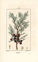 Oliban (Pierre Jean Francois Turpin) - Muzeo.com