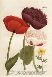 Opium poppy varieties (Georg Dionysius Ehret) - Muzeo.com
