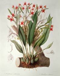 Orchid (John Lindley) - Muzeo.com