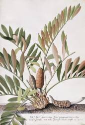 Palma Americana (Georg Dionysius Ehret) - Muzeo.com