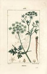Parsley - Garden parsley (Pierre Jean Francois Turpin) - Muzeo.com