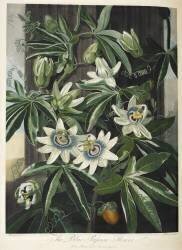 Passiflora caerulea (Robert John Thornton) - Muzeo.com