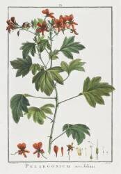 Pelargonium acerifolium (Pierre Joseph Redouté) - Muzeo.com
