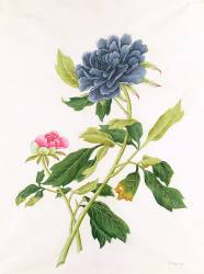 Peony (Georg Dionysius Ehret) - Muzeo.com